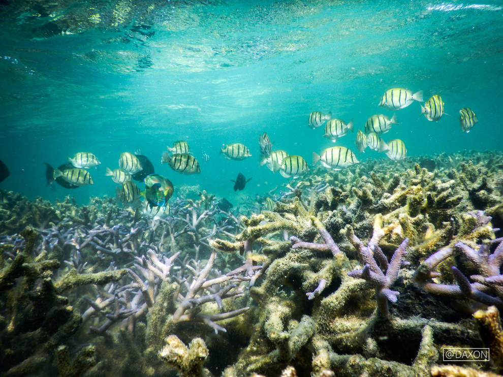 Australie  , Ningaloo reef