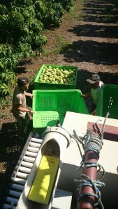 Ferme de Mangue avec en Australie