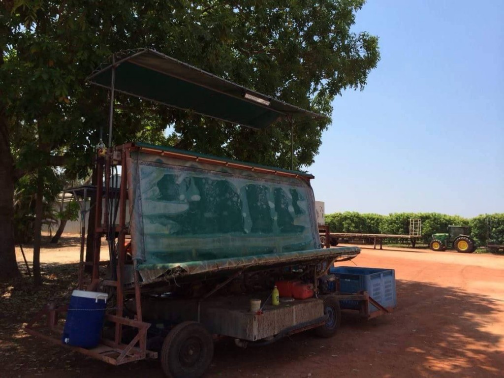 Fruit picking de mangue en Australie