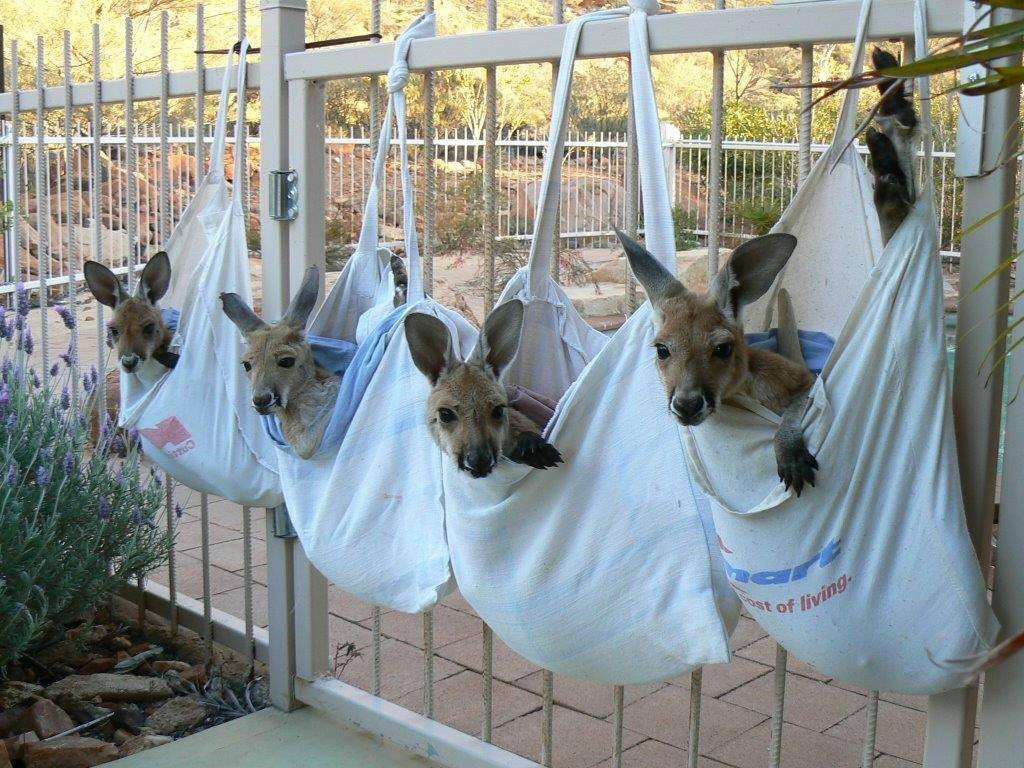 The Kangaroo Sanctuary