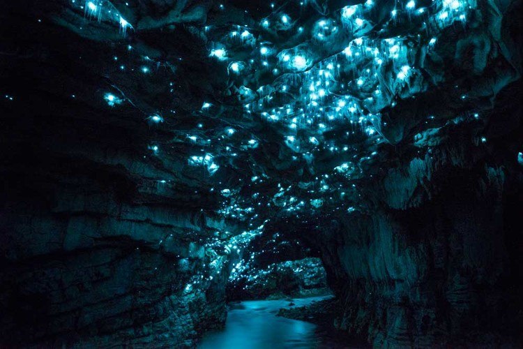 Waitomo cave Nouvelle Zélande 