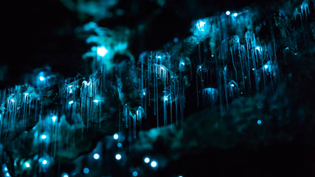 Waitomo cave Nouvelle Zélande