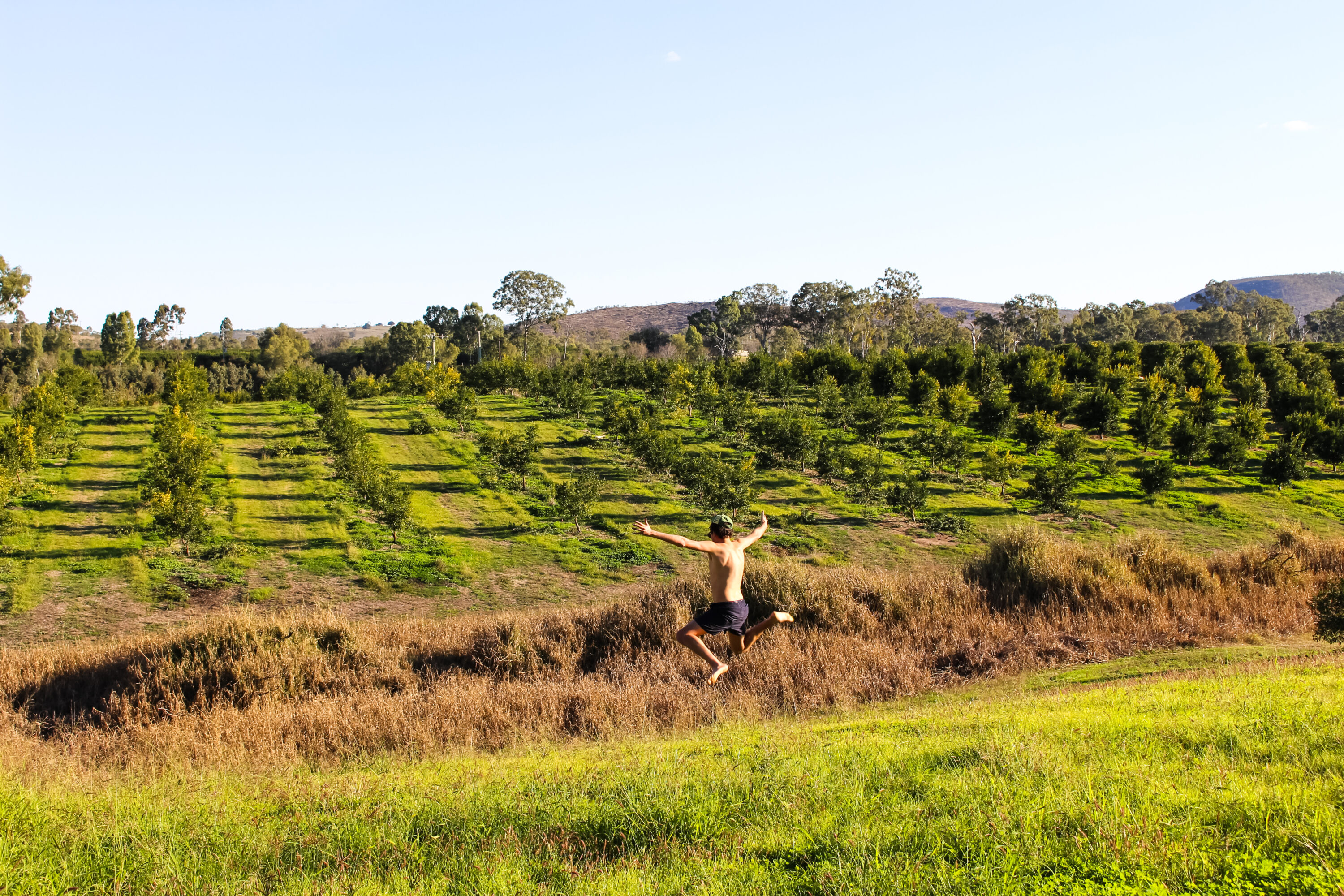 Fruit picking et packing de mandarines à Gayndah