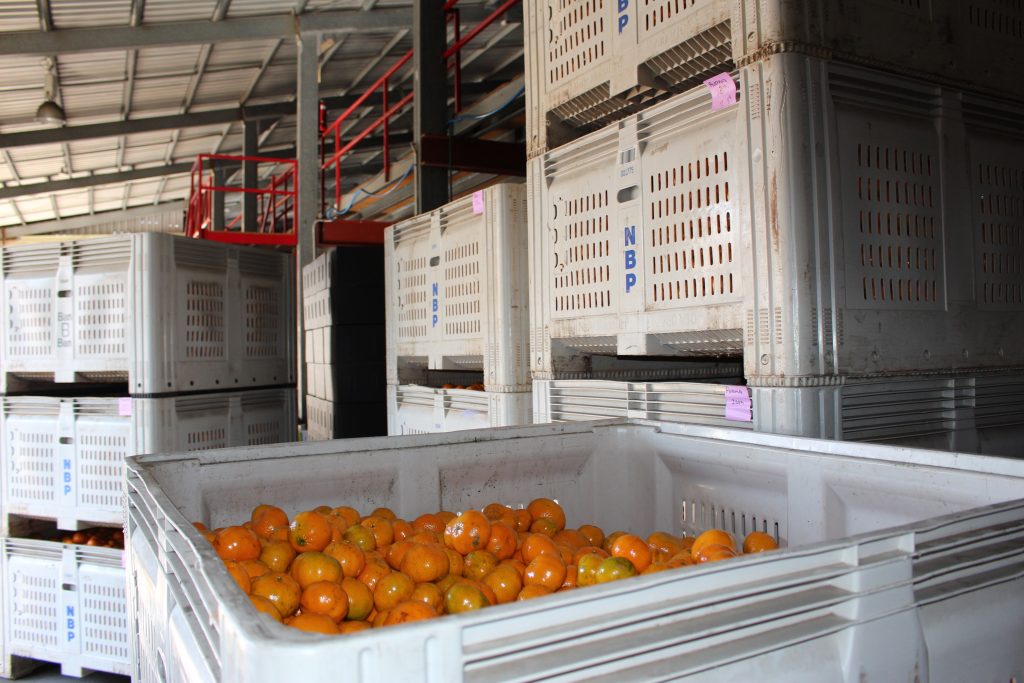 Fruit picking Australie