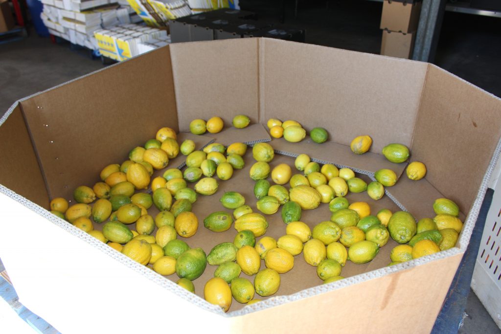 Fruit picking Australie