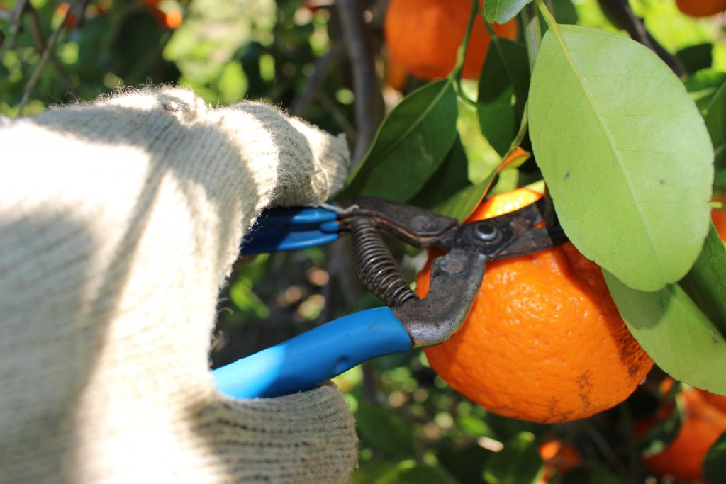 Fruit picking Australie