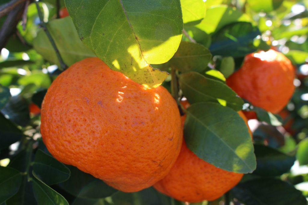 le fruit picking et packing de mandarine à Gayndah
