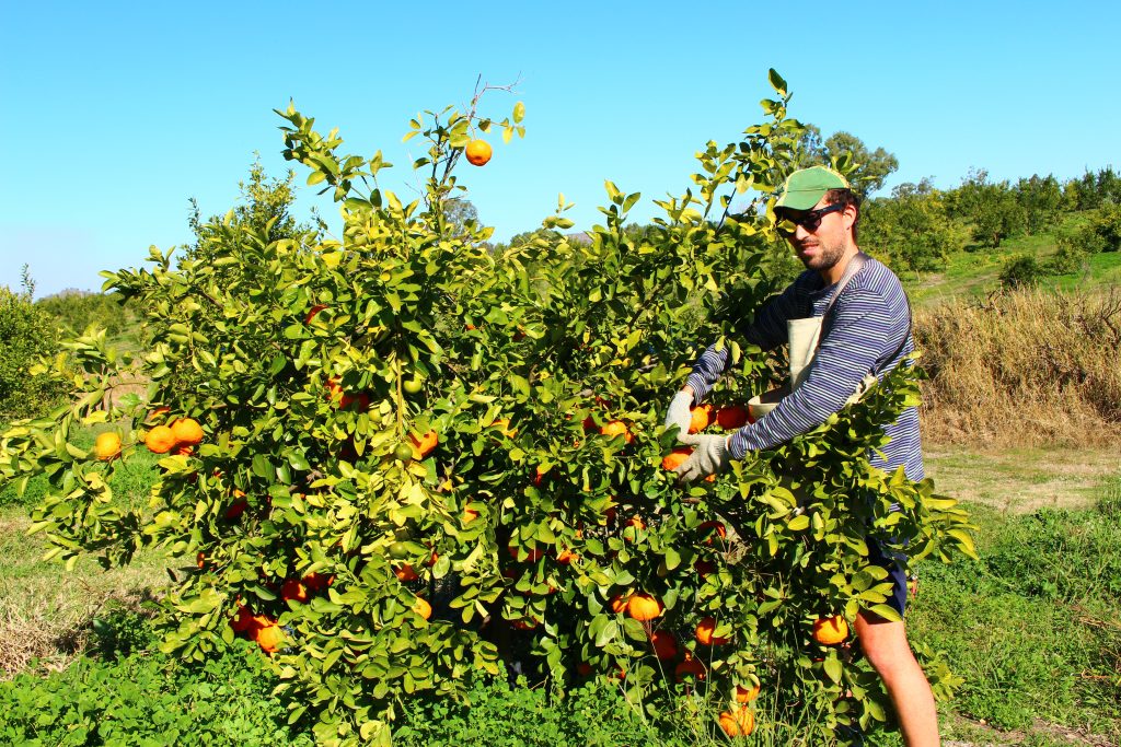 Ile fruit picking et packing de mandarine à Gayndah