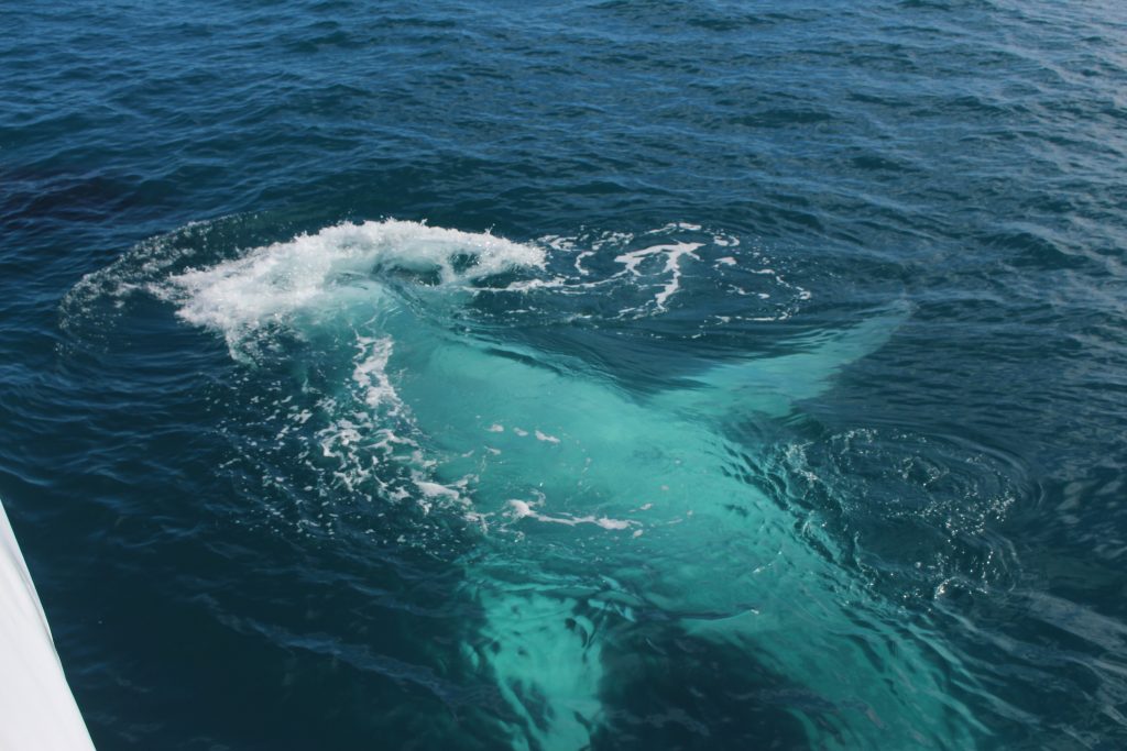 Baleines à Hervey Bay