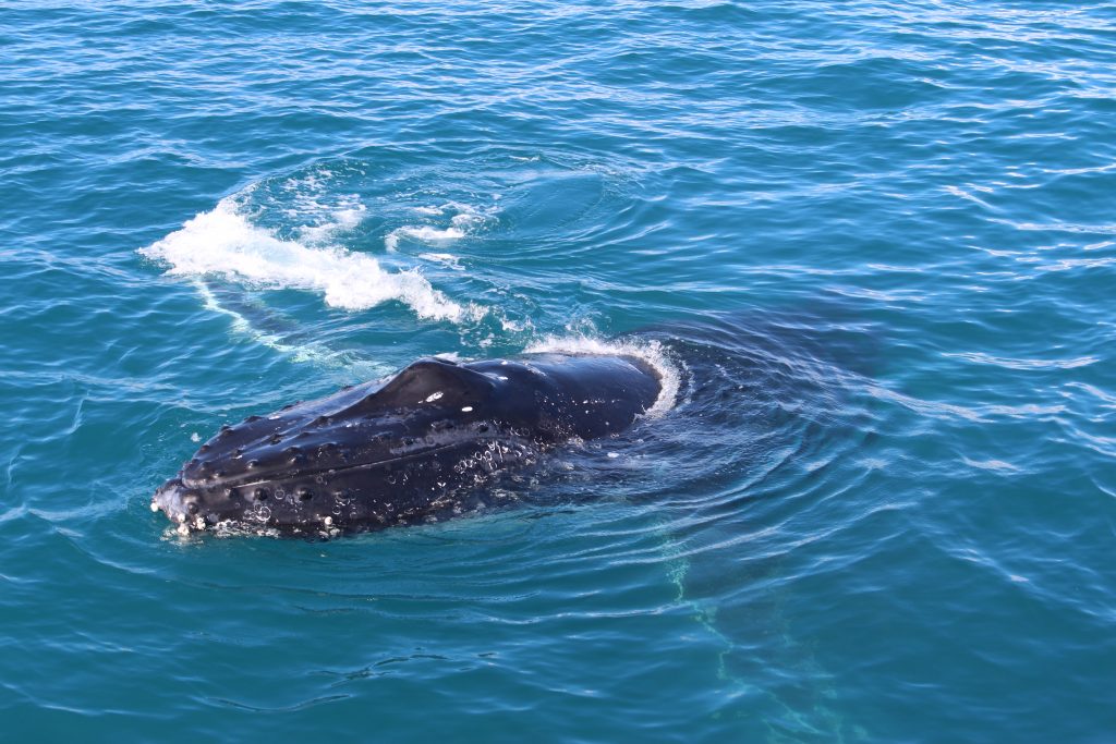 Baleines à Hervey Bay
