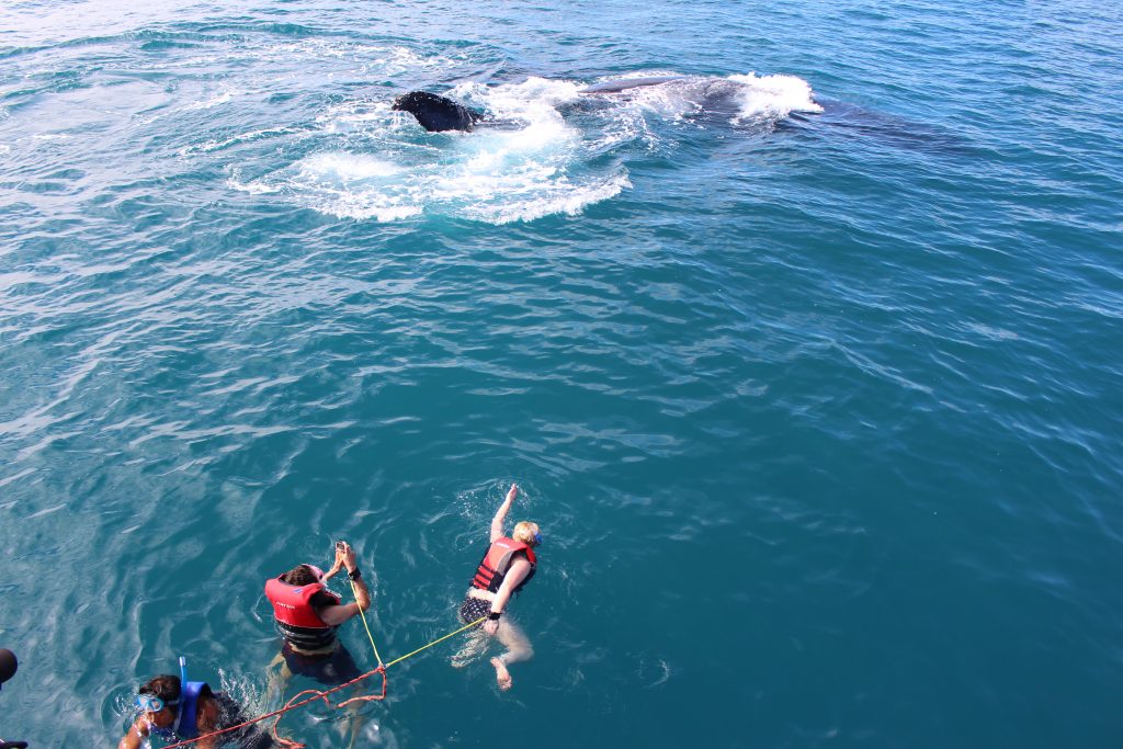 Baleines à Hervey Bay