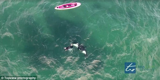 Nouvelle-Zélande VIDEO : il sort de son kayak pour nager avec une orque