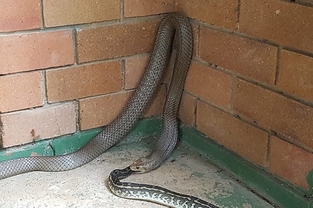 Serpent en Australie, dans un angle de maison