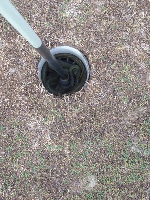 Serpent en Australie, dans un trou de terrain de golf