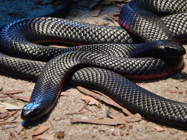 Serpent Australie