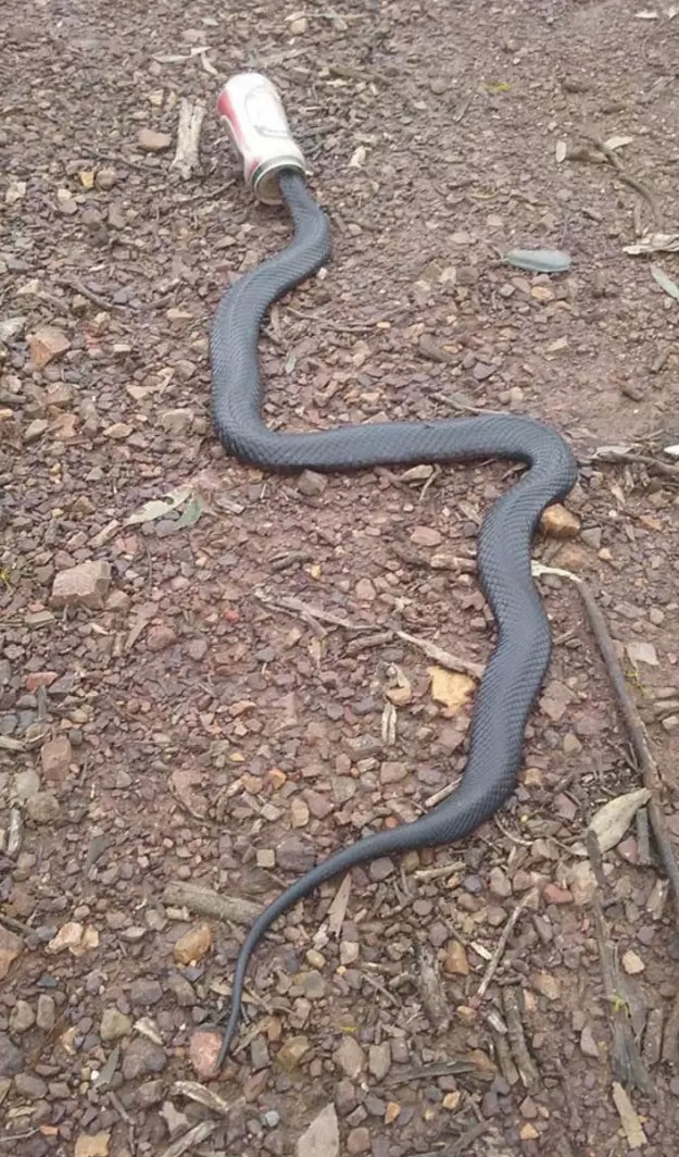 Serpent en Australie, ils adorent la bière