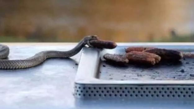 Serpent en Australie, le barbecue les attire