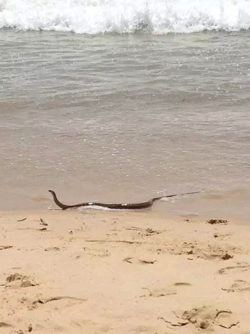 Serpent en Australie, ils vont à la mer comme nous