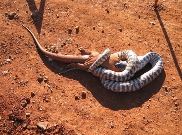 Serpent en Australie, ils peuvent avoir un très gros appétit