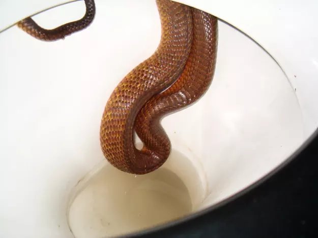 Serpent en Australie, ils sont dans les toilettes !