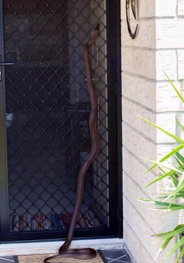 Serpent en Australie, ils rôdent près des portes