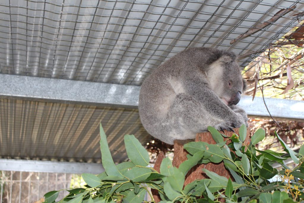 Koala Hospital Port Macquarie en Australie
