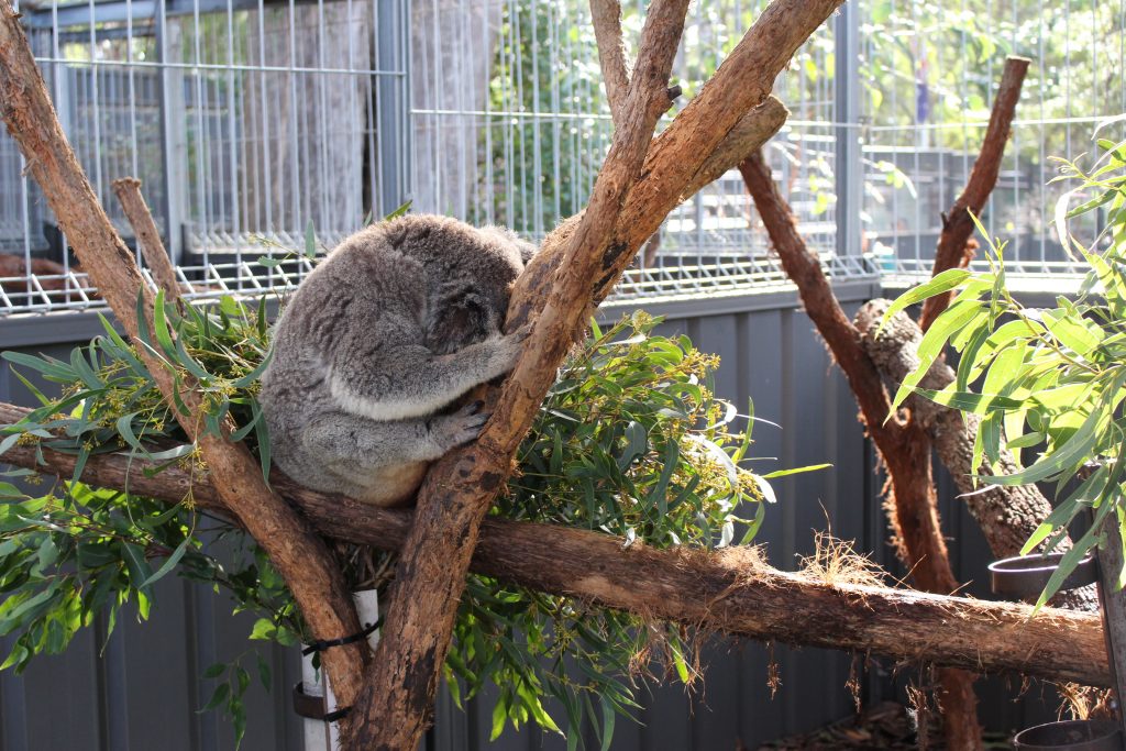 Koala Hospital Port Macquarie en Australie