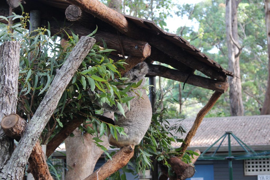 Koala Hospital Port Macquarie en Australie