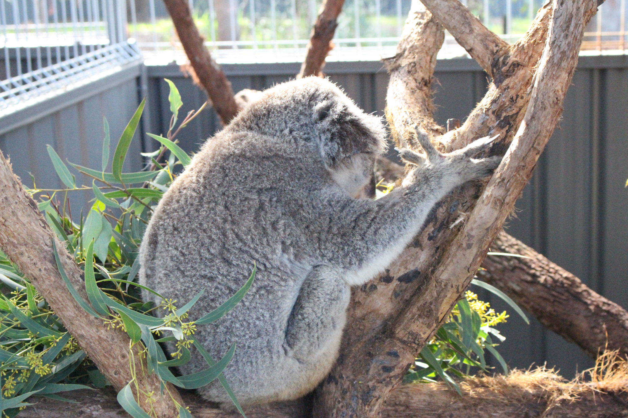 Visite du Koala Hospital à Port Macquarie en Australie