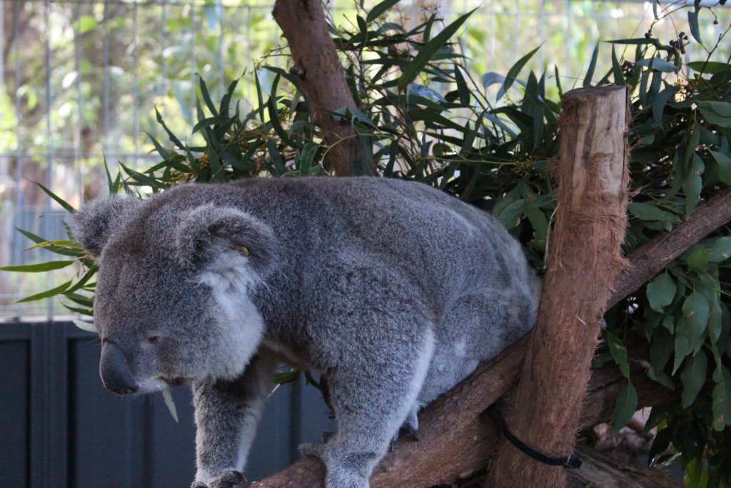 Koala Hospital Port Macquarie en Australie