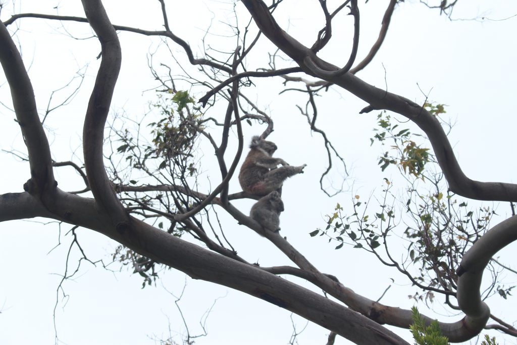 Great Ocean Road, koalas