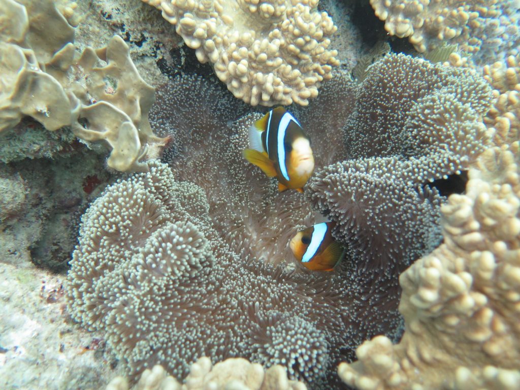 Grande Barrière de Corail Australie