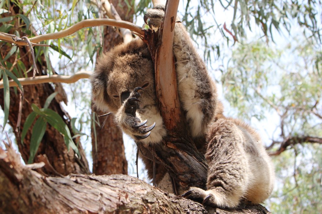 Koala qui dort contre une branche, Raymond Island