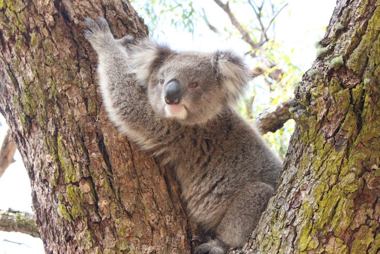 Observer des Koalas à Raymond Island (Ferry Gratuit)