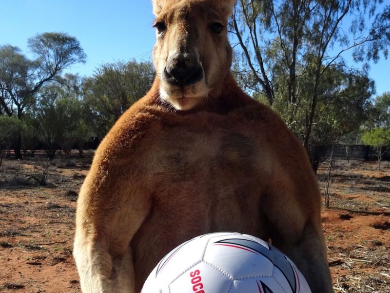 Australie kangourou