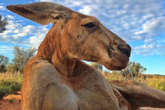 Australie Kangourou roger