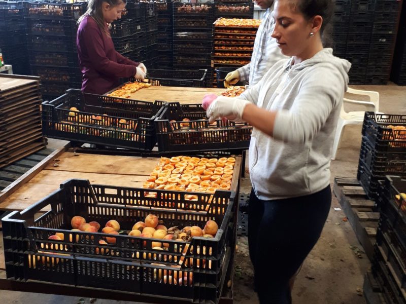 Travail en ferme AUSTRALIE 