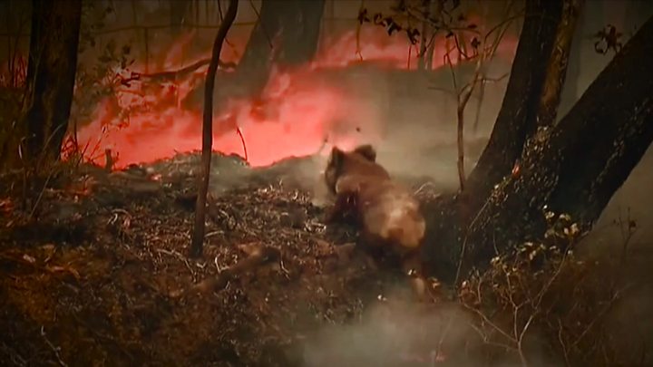 koala Australie incendies