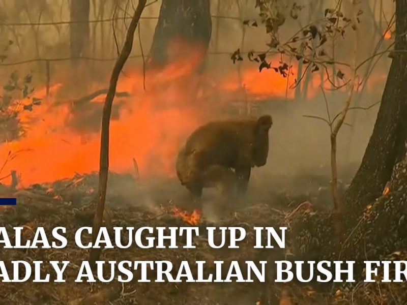 Koala Australie bushfire