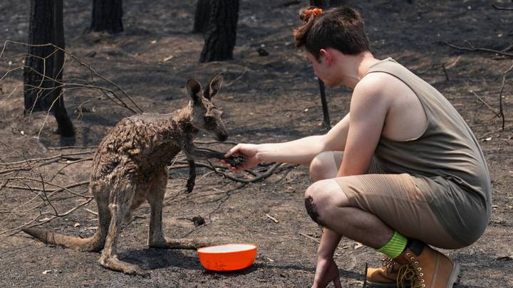 Kangourou Australie