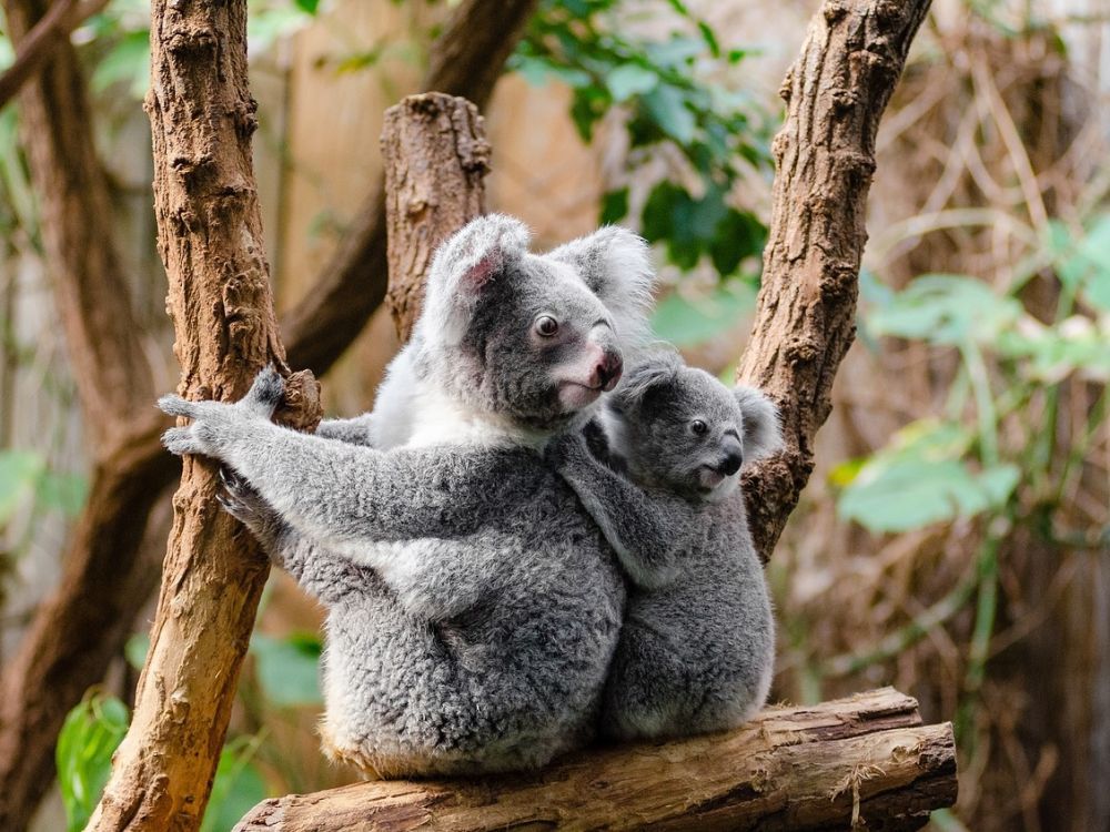 Koala Australie