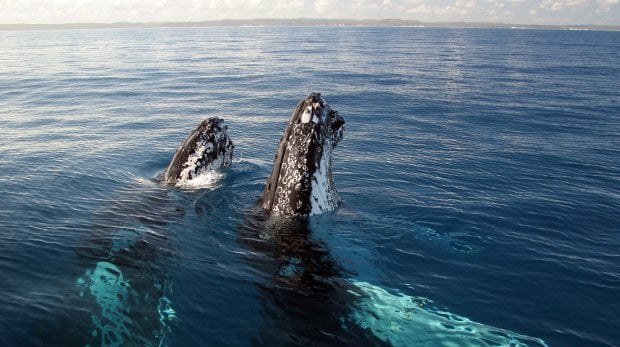Nager avec les baleines à Hervey Bay, Australie