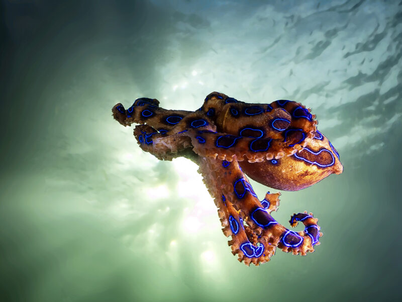 Blue-ringed octopus australie,animaux les plus dangereux en Australie