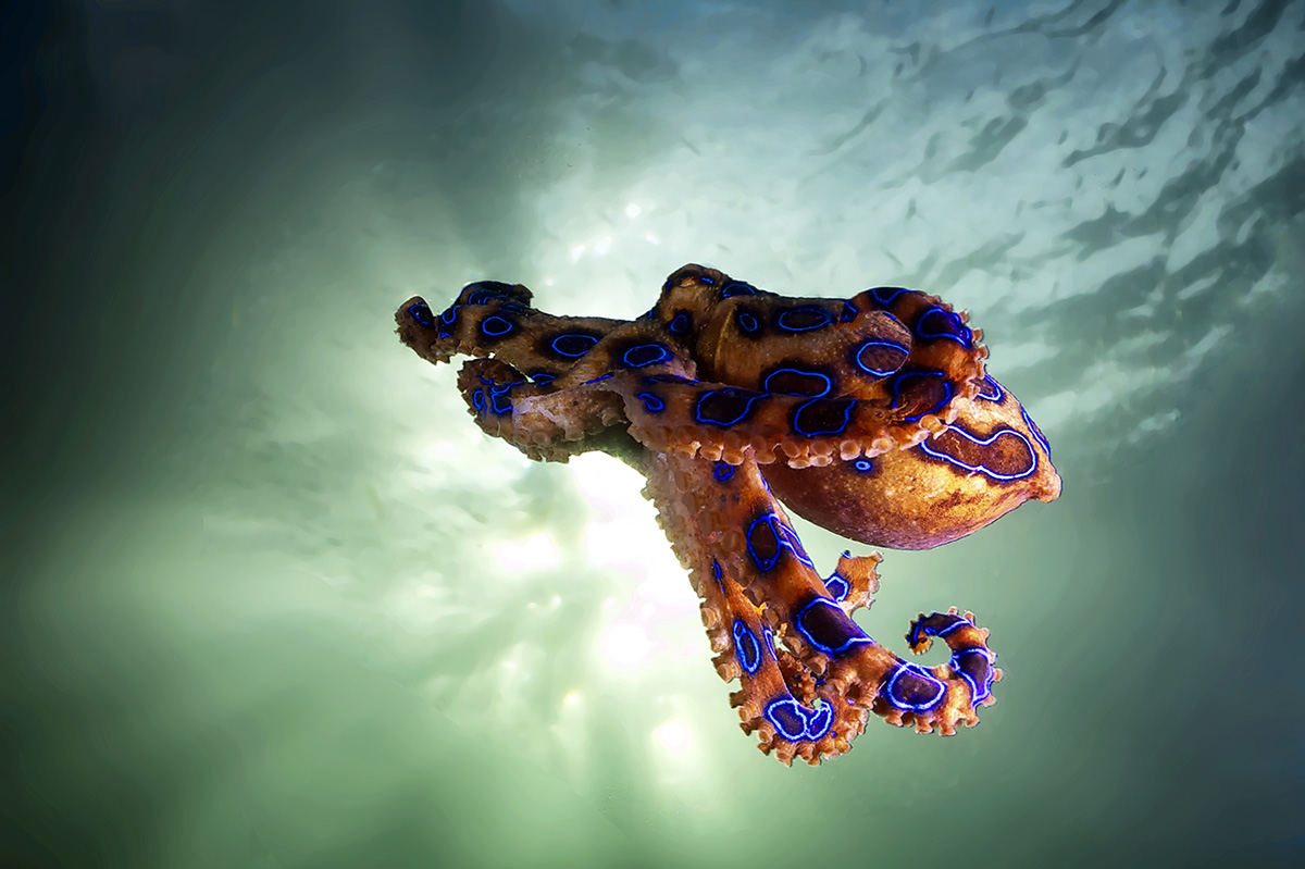 Blue-ringed octopus australie