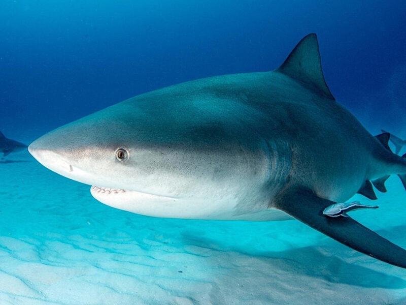 Bull shark australie