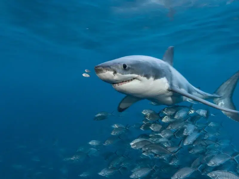 Great white shark australie