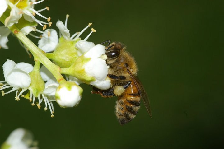 Honeybee australie