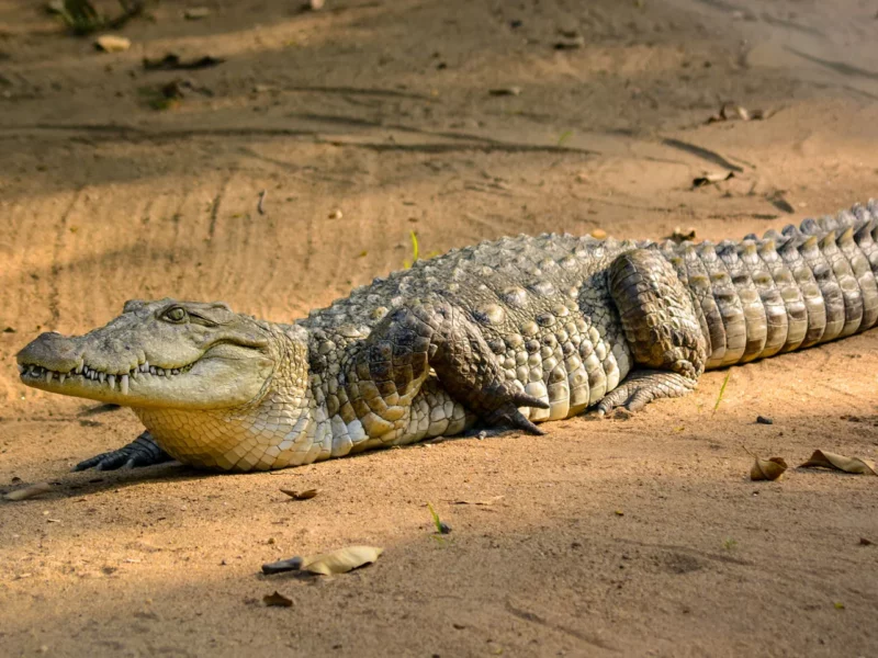 Saltwater crocodile australie, animaux les plus dangereux en Australie