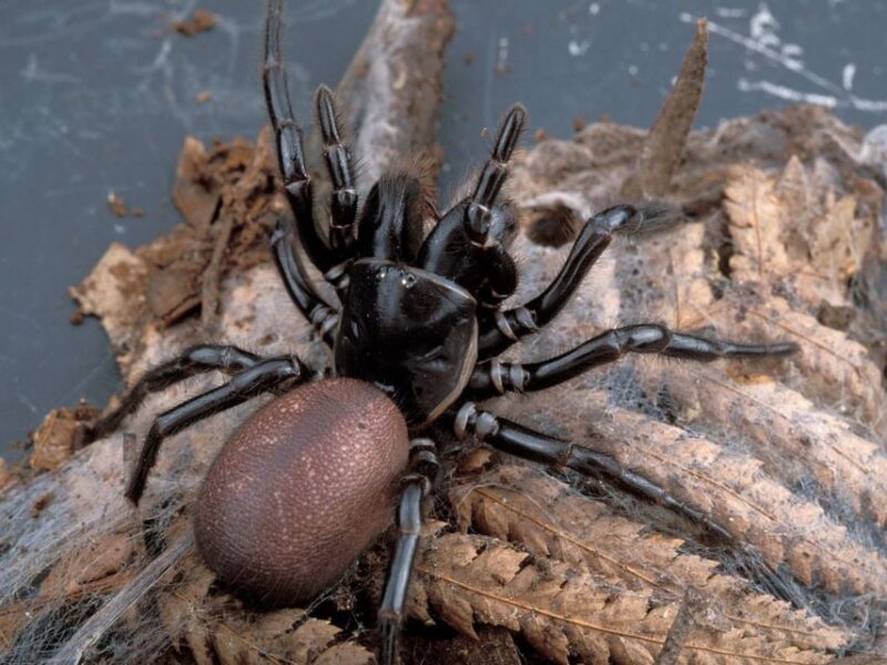 Sydney funnel web spider australie