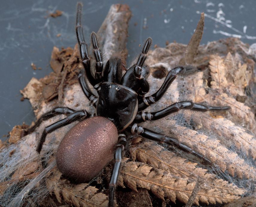 Sydney funnel web spider australie